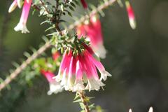 Epacris longiflora