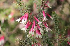 Epacris longiflora