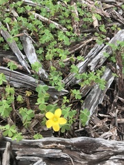Oxalis perennans