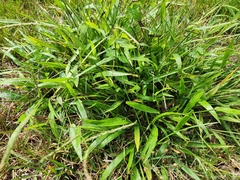Paspalum langei