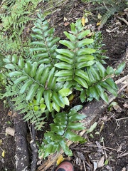 Asplenium oblongifolium