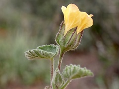 Abutilon otocarpum