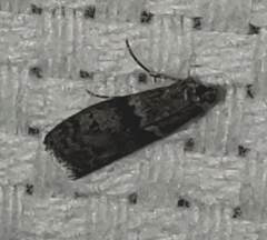Moodna ostrinella