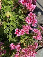 Pelargonium × hybridum