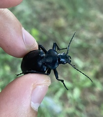 Calosoma peregrinator