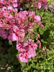 Pelargonium × hybridum