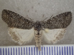 Crypsiprora peratoscia