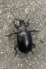 Calosoma peregrinator