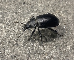 Calosoma peregrinator