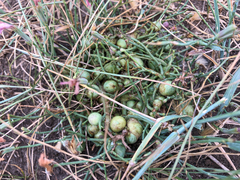 Antistrophus pisum
