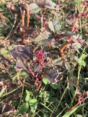 Amaranthus cruentus