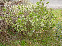 Gomphocarpus cancellatus