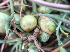 Antistrophus pisum