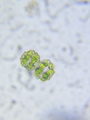 Desmidium grevillei