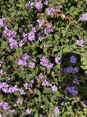 Lantana montevidensis