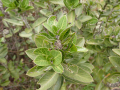 Gomphocarpus cancellatus