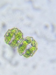 Desmidium grevillei