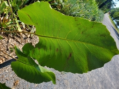 Silphium terebinthinaceum