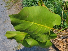 Silphium terebinthinaceum