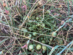 Antistrophus pisum