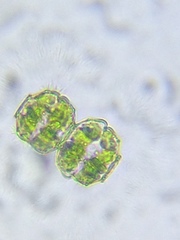 Desmidium grevillei