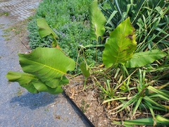 Silphium terebinthinaceum