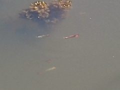 Poecilia reticulata