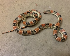 Rhinocheilus lecontei