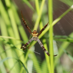 Argiope aetherea