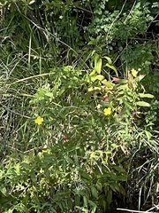 Ludwigia octovalvis