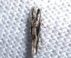 Melanocinclis lineigera