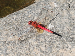 Diplacodes haematodes