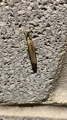 Agriphila vulgivagellus