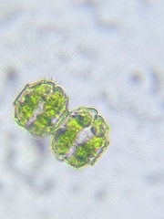 Desmidium grevillei