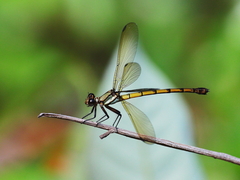 Diphlebia euphoeoides