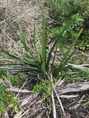 Dianella longifolia