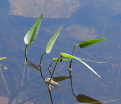 Pontederia cordata