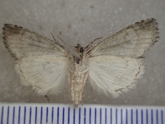 Crypsiprora peratoscia