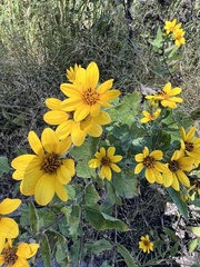 Heliopsis parvifolia