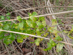 Puccinia myrsiphylli