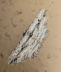 Iridopsis obliquaria