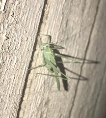 Insara elegans