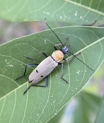 Chauliognathus misellus