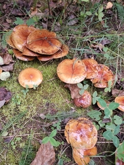 Cortinarius mucosus