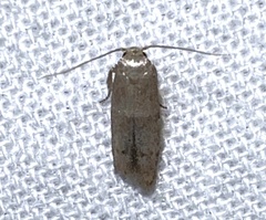 Blastobasinae