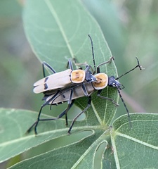 Chauliognathus misellus