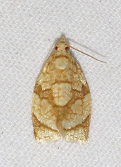 Adoxophyes negundana