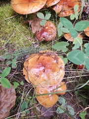 Cortinarius mucosus