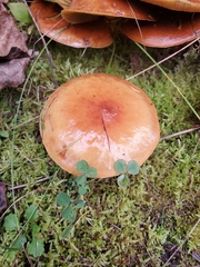 Cortinarius mucosus