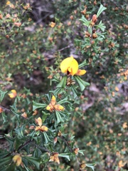 Pultenaea scabra